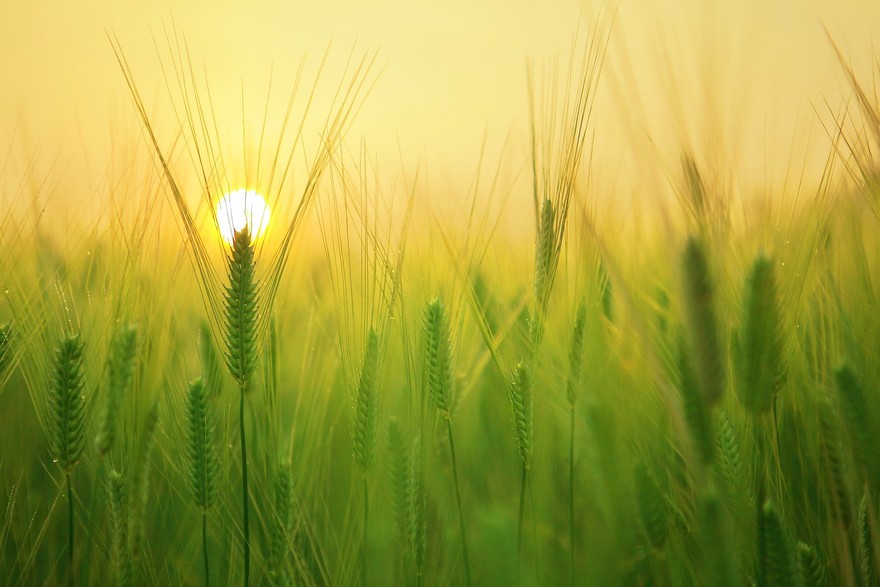 È SOS invasione di grano dal Canada