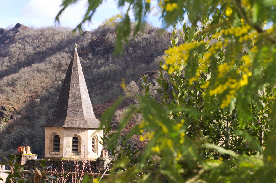 Gli italiani regalano alle donne le mimose