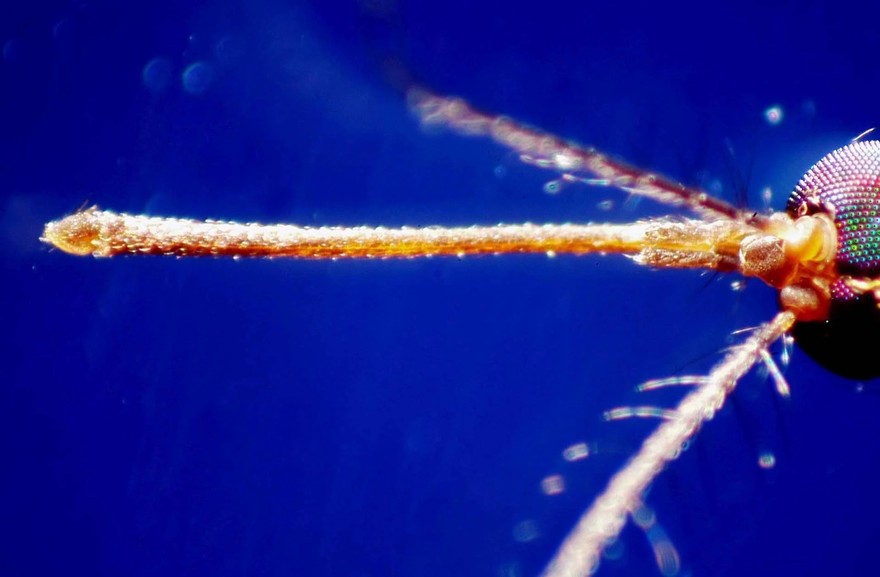 West Nile, casi nel Lazio 