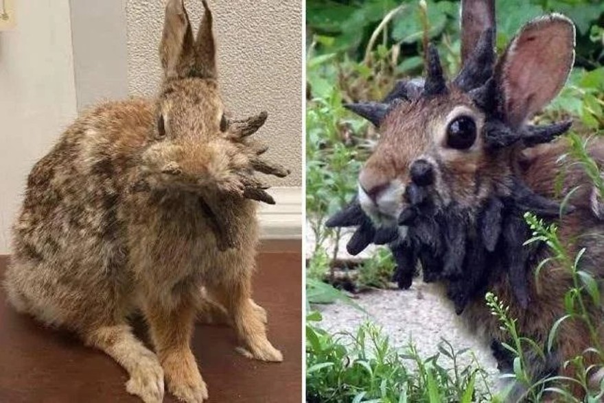 In Colorado avvistati i conigli Frankenstein